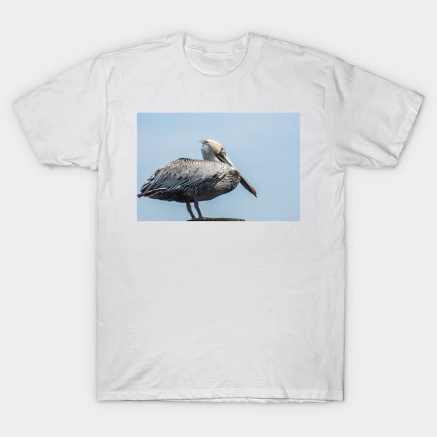 Resting Pelican T-Shirt by KensLensDesigns